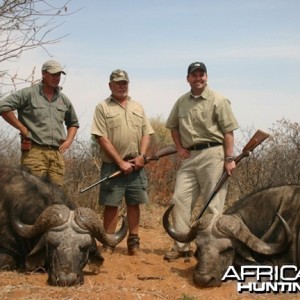 Hunting Buffalo Namibia