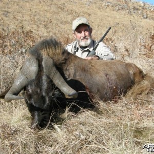 Black Wildebeest Hunting