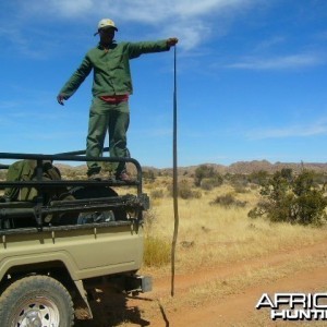 Black Mamba Namibia