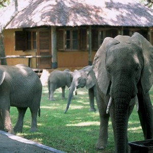 Elephants at the Mfuwe Lodge in Zambia