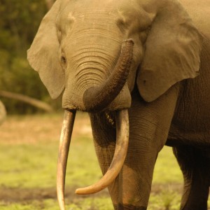 Young but long Forest Tusker