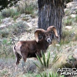 Hunting Desert Bighorn Sheep in Texas