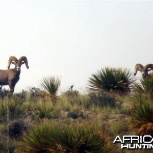 Hunting Desert Bighorn Sheep in Texas