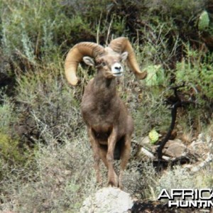 Hunting Desert Bighorn Sheep in Texas