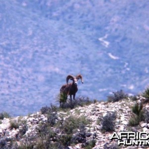 Hunting Desert Bighorn Sheep in Texas