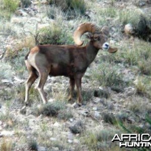 Hunting Desert Bighorn Sheep in Texas