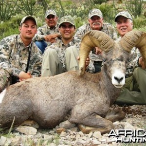 Desert Bighorn Sheep Hunt in Texas