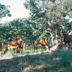 Giant or Royal Sable in Angola