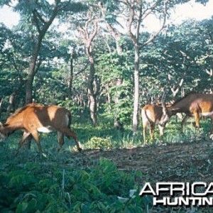 Giant or Royal Sable in Angola