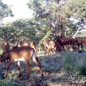 Giant or Royal Sable in Angola