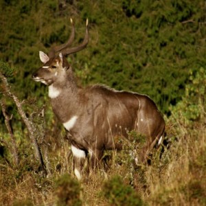 Mountain Nyala in Ethiopia