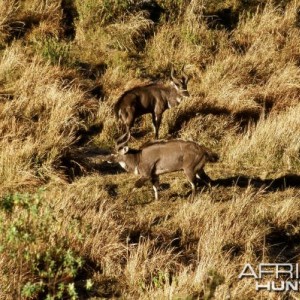 Mountain Nyala in Ethiopia