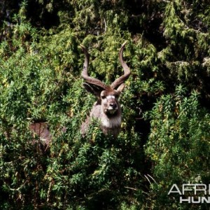 Mountain Nyala in Ethiopia