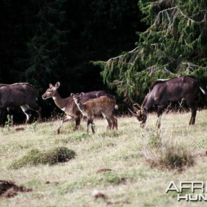 Mountain Nyala in Ethiopia