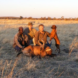 Red Hartebeest Namibia