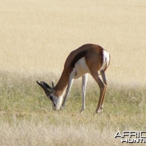 Springbok at Sossusvlei Namibia