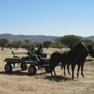 Horse-Drawn Carriage for Game Viewing