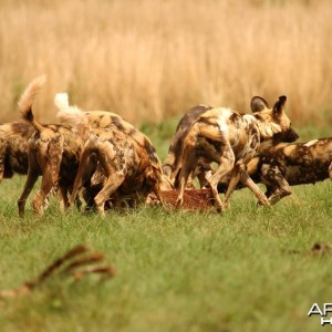 Pack of wild dogs in a feeding frenzy...