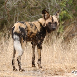 African Wild Dog (Lycaon pictus)