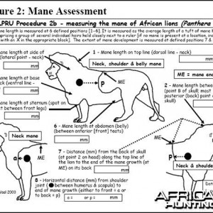 Lion Body Measurement -2