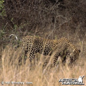 Leopard Attacking Crocodile