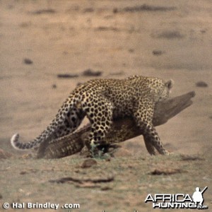 Leopard Attacking Crocodile