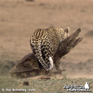 Leopard Attacking Crocodile