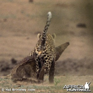 Leopard Attacking Crocodile