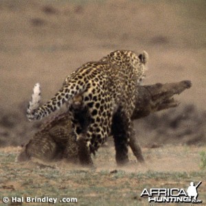 Leopard Attacking Crocodile