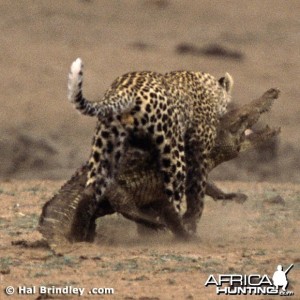 Leopard Attacking Crocodile