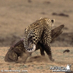 Leopard Attacking Crocodile