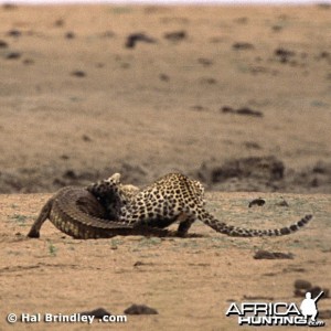 Leopard Attacking Crocodile