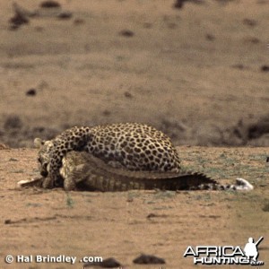 Leopard Attacking Crocodile