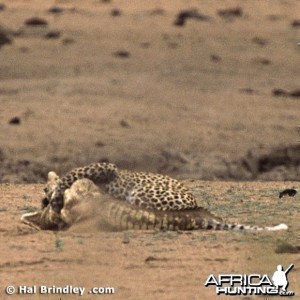 Leopard Attacking Crocodile