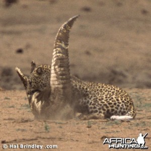 Leopard Attacking Crocodile