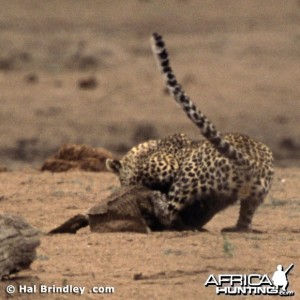 Leopard Attacking Crocodile