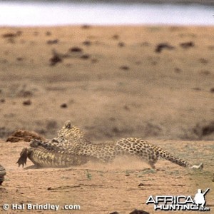 Leopard Attacking Crocodile