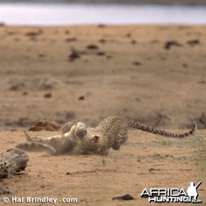 Leopard Attacking Crocodile