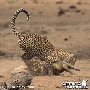 Leopard Attacking Crocodile