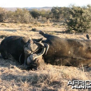 Two Cape Buffalo Die Fighting