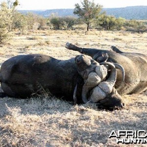 Two Cape Buffalo Die Fighting