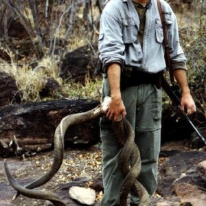 Remains of two Kudus that died from becoming interlocked