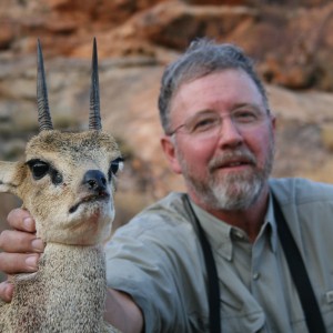 Klipspringer