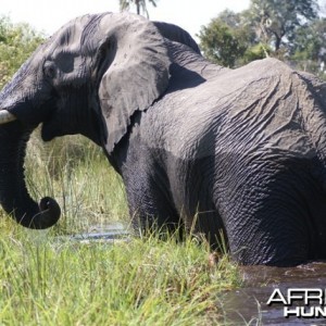 Elephant in Botswana