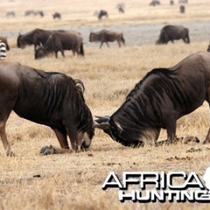 Blue Wildebeest fighting