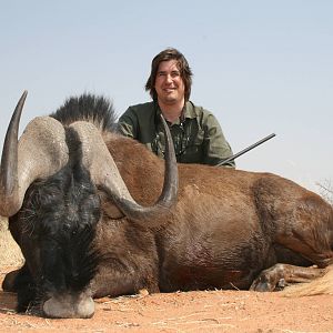 Black Wildebeest