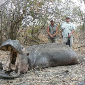 Very old hippo shot on land, Tanzania