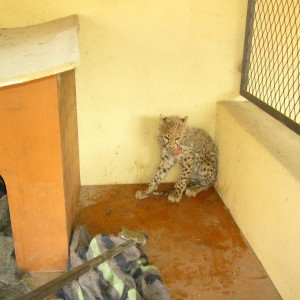 Rescued Baby Cheetah