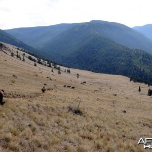 Hunting Big Horn Sheep in Southern British Columbia Canada