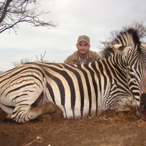 Hunting Zebra